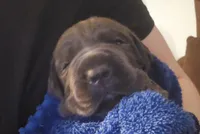 Abel, a male Cane Corso for sale in Olean, NY – Photo 2 of 2