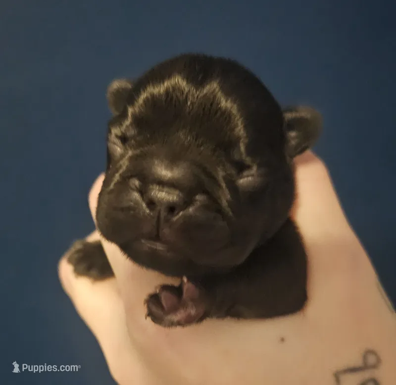 Orange – French Bulldog puppy for sale in Olean, NY