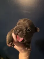 Pink, a female French Bulldog for sale in Hinsdale, NY – 1 of 4