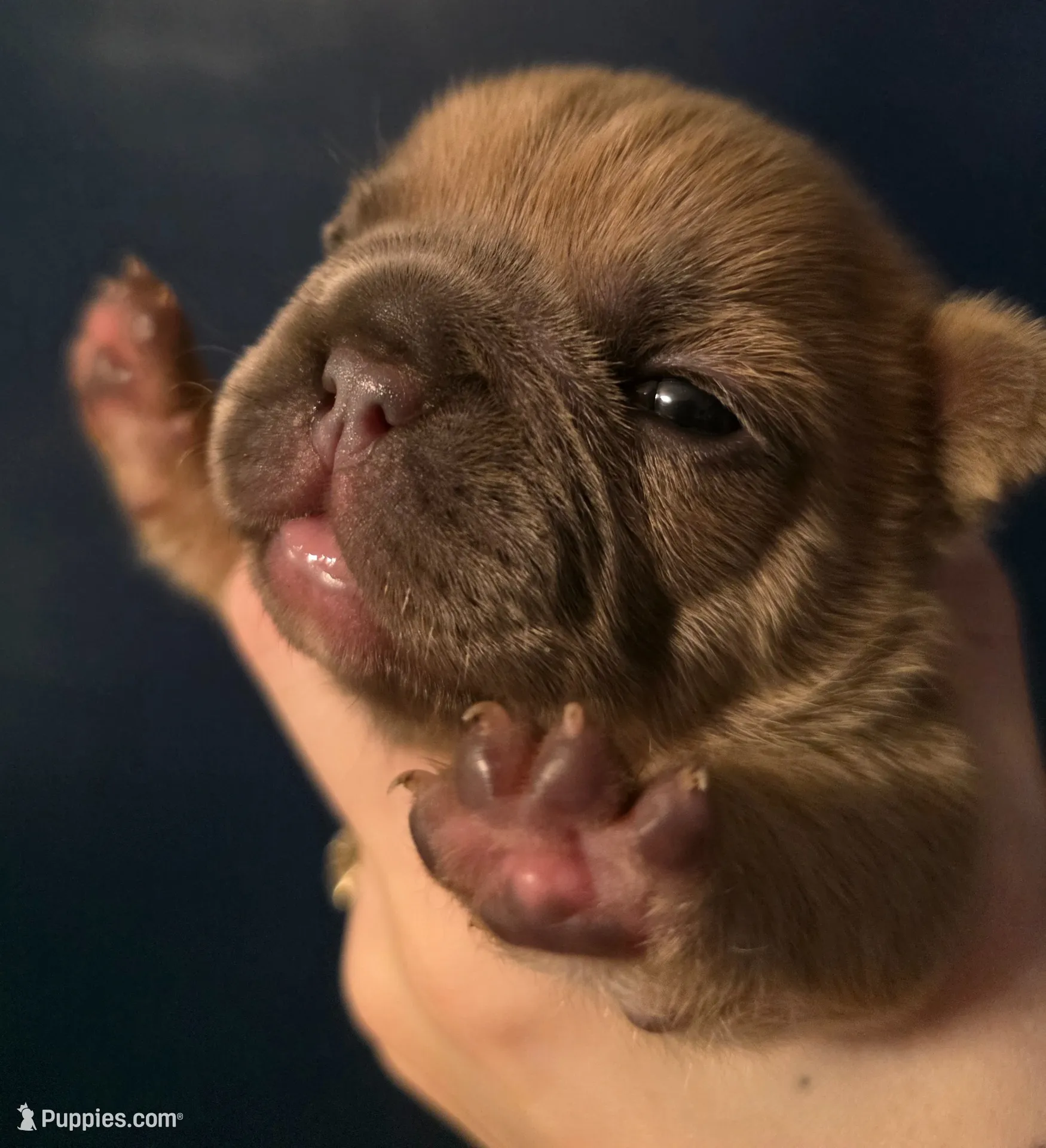 Blue, a female French Bulldog for sale in Hinsdale, NY – 2 of 5