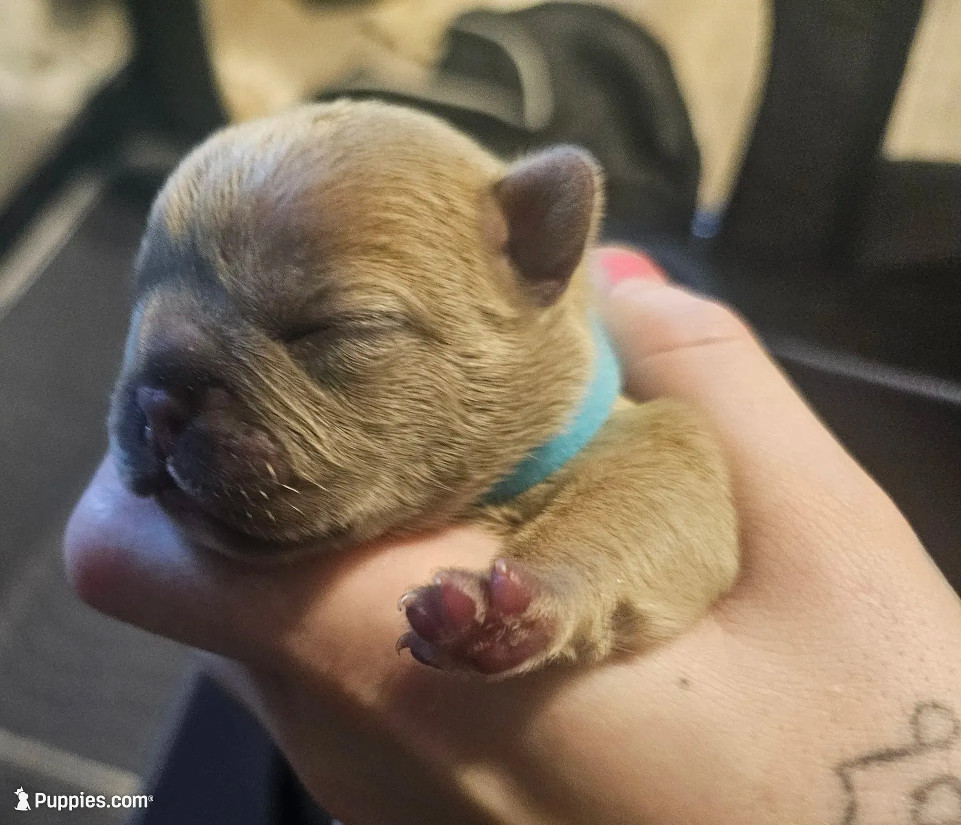 Blue, a female French Bulldog for sale in Hinsdale, NY – 3 of 5