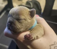 Blue, a female French Bulldog for sale in Olean, NY – 1 of 1