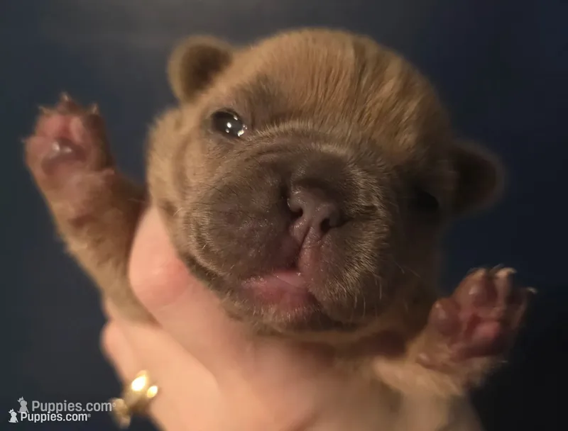 Blue – French Bulldog puppy for sale in Olean, NY