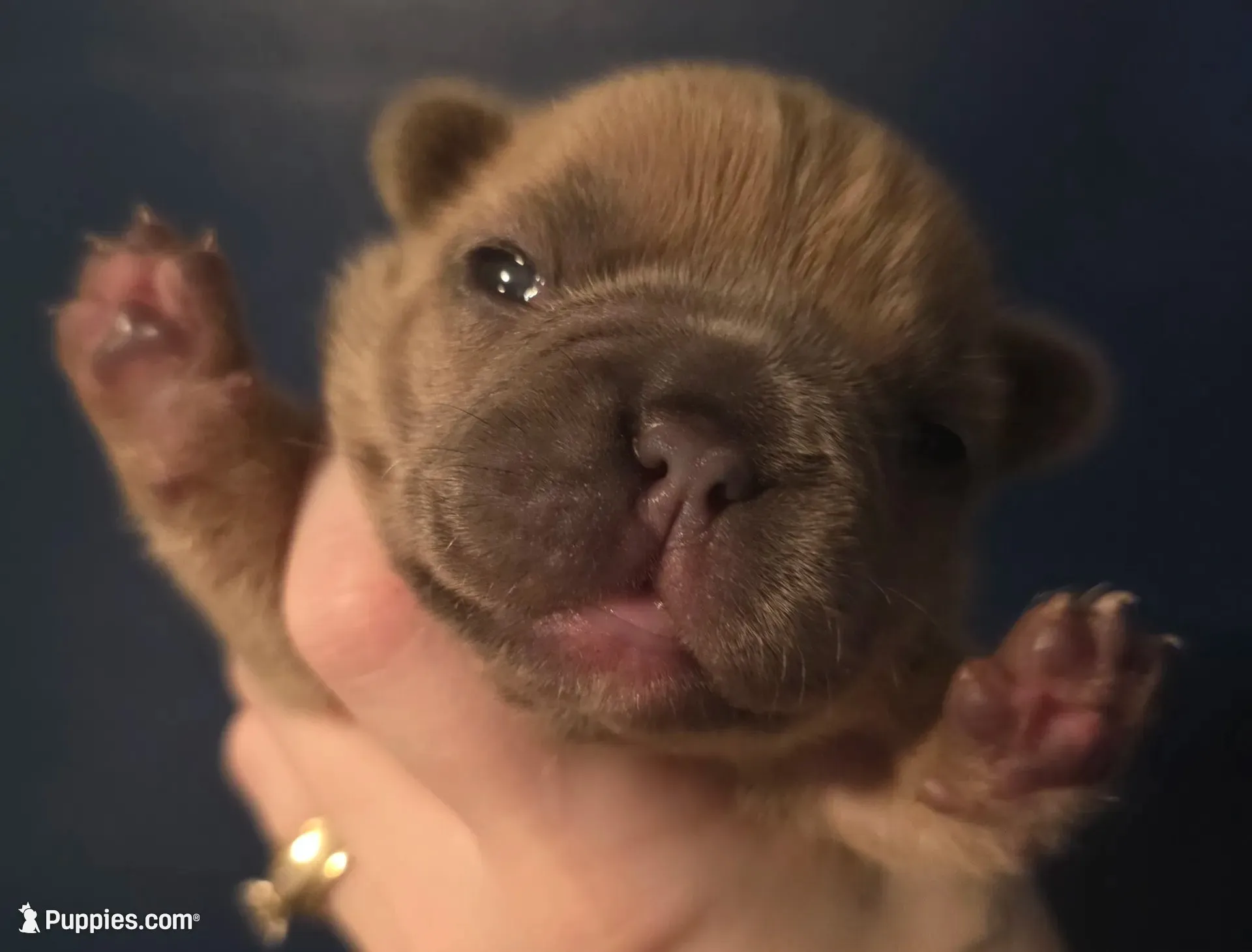 Blue, a female French Bulldog for sale in Hinsdale, NY – 1 of 5