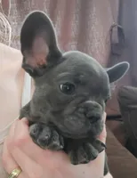 Carl, a male French Bulldog for sale in Olean, NY – Photo 2 of 2