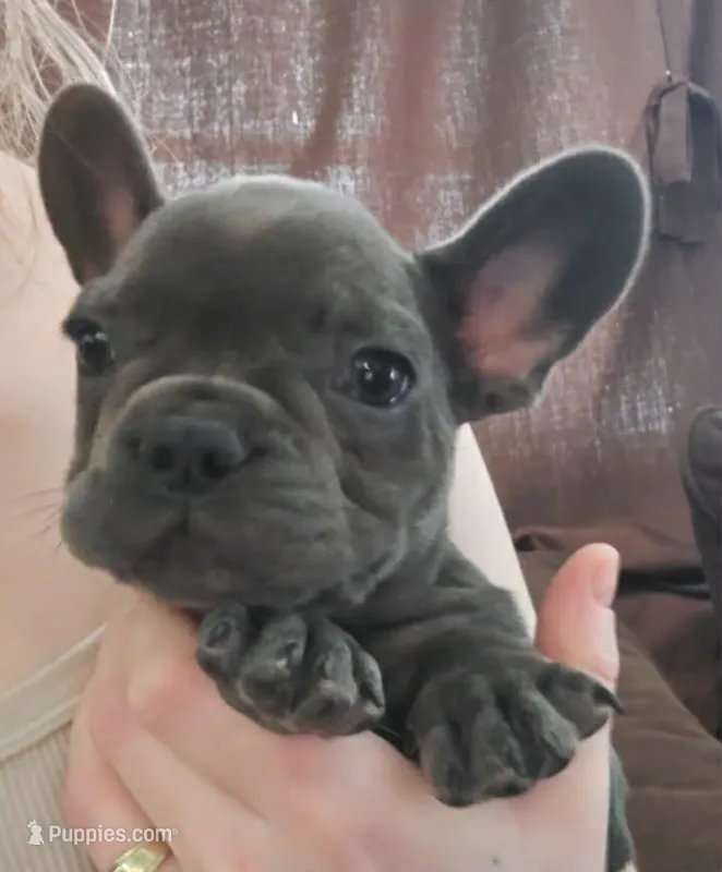 Carl, a male French Bulldog for sale in Olean, NY – Photo 1 of 2