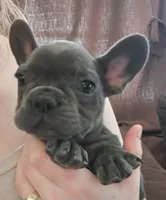 Carl, a male French Bulldog for sale in Olean, NY – Photo 1 of 2