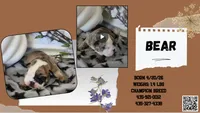 Baby Bear, a male English Bulldog for sale in Gunnison, UT – 5 of 9