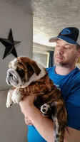 Baby Bear, a male English Bulldog for sale in Gunnison, UT – 2 of 9