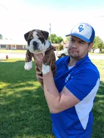 Baby Bear, a male English Bulldog for sale in Gunnison, UT – 1 of 9