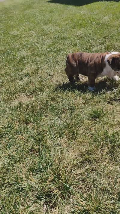 Baby Bear, a male English Bulldog for sale in Gunnison, UT – 9 of 9
