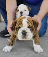 Baby Bear, a male English Bulldog for sale in Gunnison, UT – 4 of 9