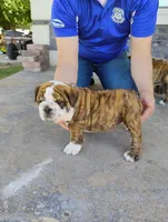 Baby Bear, a male English Bulldog for sale in Gunnison, UT – 8 of 9