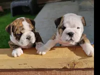 Baby Bear, a male English Bulldog for sale in Gunnison, UT – 6 of 9