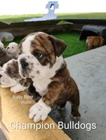 Baby Bear, a male English Bulldog for sale in Gunnison, UT – 7 of 9