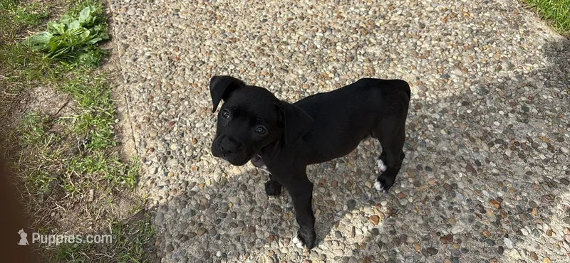 Nina – American Bully, Cane Corso puppy for sale in Louisville, KY