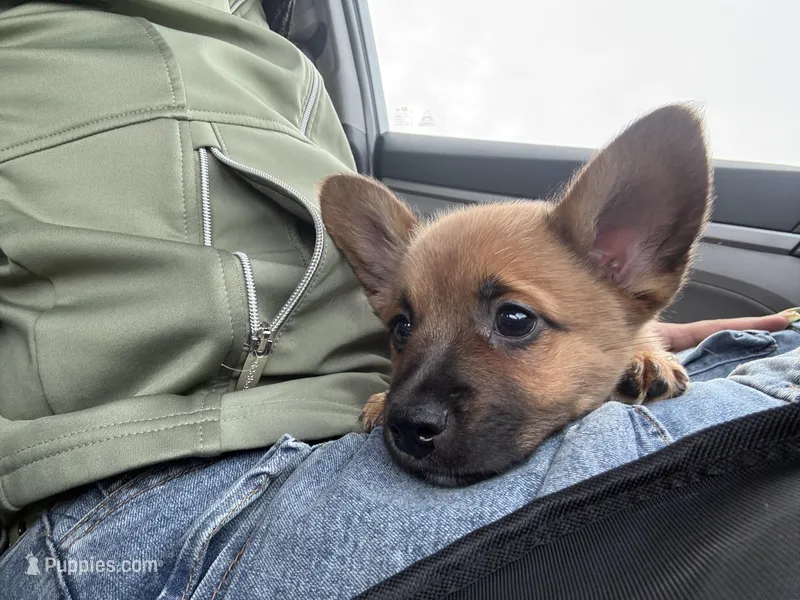 Scooby  – French Bulldog, Cardigan Welsh Corgi puppy for sale in Wayne, MI