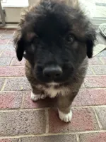 Sweetie, a female Great Pyrenees and Poodle - Standard  for sale in Spartanburg, SC – Photo 1 of 4