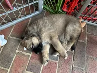 Sweetie, a female Great Pyrenees and Poodle - Standard  for sale in Spartanburg, SC – Photo 3 of 4
