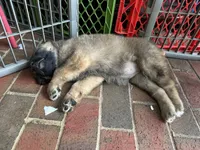 Sweetie, a female Great Pyrenees and Poodle - Standard  for sale in Spartanburg, SC – Photo 4 of 4