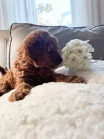 Cupcake F1b, a female Cavapoo and Poodle - Miniature  for sale in Mesa, AZ – Photo 2 of 10