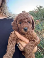 Cupcake F1b, a female Cavapoo and Poodle - Miniature  for sale in Mesa, AZ – Photo 6 of 10