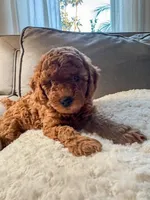 Cupcake F1b, a female Cavapoo and Poodle - Miniature  for sale in Mesa, AZ – Photo 1 of 10