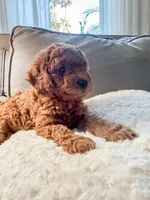 Cupcake F1b, a female Cavapoo and Poodle - Miniature  for sale in Mesa, AZ – Photo 10 of 10