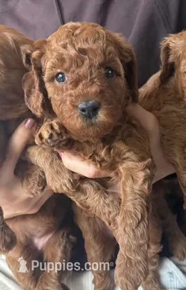 Cupcake F1b, a female Cavapoo and Poodle - Miniature  for sale in Mesa, AZ – Photo 4 of 10