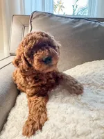 Cupcake F1b, a female Cavapoo and Poodle - Miniature  for sale in Mesa, AZ – Photo 5 of 10