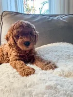 Cupcake F1b, a female Cavapoo and Poodle - Miniature  for sale in Mesa, AZ – Photo 9 of 10