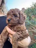 Cupcake F1b, a female Cavapoo and Poodle - Miniature  for sale in Mesa, AZ – Photo 7 of 10