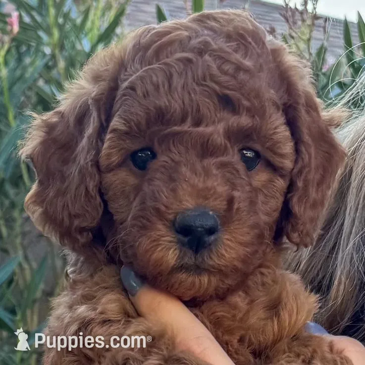Cupcake F1b, a female Cavapoo and Poodle - Miniature  for sale in Mesa, AZ – Photo 3 of 10
