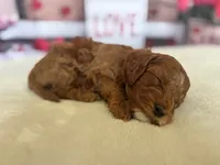 processed/b4de8987-68d7-4b18-91f0-f75ba60c98c8/listing/95364e99-3e9e-452e-9e88-1aea6fb25f6f/3a68ac75-d596-4b0f-abee-59bc0872ec8f