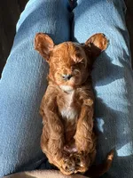 processed/b4de8987-68d7-4b18-91f0-f75ba60c98c8/listing/95364e99-3e9e-452e-9e88-1aea6fb25f6f/65217e75-d066-47eb-8573-92bf4746c014