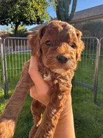 processed/b4de8987-68d7-4b18-91f0-f75ba60c98c8/listing/95364e99-3e9e-452e-9e88-1aea6fb25f6f/f5d22153-c4d9-43c1-9841-2fb8630a4b9c