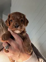 processed/b4de8987-68d7-4b18-91f0-f75ba60c98c8/listing/95364e99-3e9e-452e-9e88-1aea6fb25f6f/fcf392cd-6102-4913-97a2-13ee02b15c39