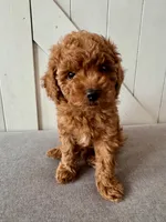 Truffle F1b, a male Cavapoo and Poodle - Miniature  for sale in Mesa, AZ – Photo 3 of 5