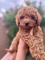 Truffle F1b, a male Cavapoo and Poodle - Miniature  for sale in Mesa, AZ – Photo 2 of 5