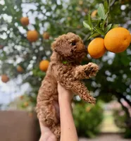 Truffle F1b, a male Cavapoo and Poodle - Miniature  for sale in Mesa, AZ – Photo 5 of 5