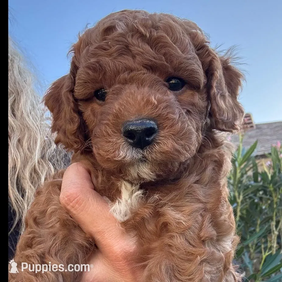 Romeo F1b, a male Cavapoo and Poodle - Miniature  for sale in Mesa, AZ – Photo 8 of 9