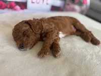 Romeo F1b, a male Cavapoo and Poodle - Miniature  for sale in Mesa, AZ – Photo 6 of 9