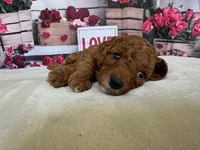 Romeo F1b, a male Cavapoo and Poodle - Miniature  for sale in Mesa, AZ – Photo 4 of 9