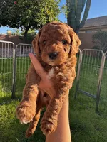 Romeo F1b, a male Cavapoo and Poodle - Miniature  for sale in Mesa, AZ – Photo 3 of 9