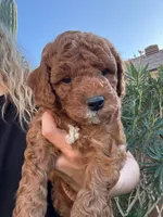 Romeo F1b, a male Cavapoo and Poodle - Miniature  for sale in Mesa, AZ – Photo 9 of 9