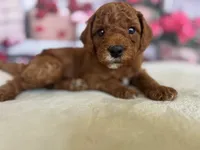 Romeo F1b, a male Cavapoo and Poodle - Miniature  for sale in Mesa, AZ – Photo 2 of 9