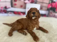 Romeo F1b, a male Cavapoo and Poodle - Miniature  for sale in Mesa, AZ – Photo 5 of 9