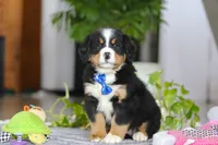 River, a male Bernese Mountain Dog for sale in Sugarcreek, OH – Photo 3 of 5