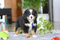 River, a male Bernese Mountain Dog for sale in Sugarcreek, OH – Photo 5 of 5