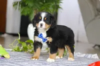 River, a male Bernese Mountain Dog for sale in Sugarcreek, OH – Photo 4 of 5